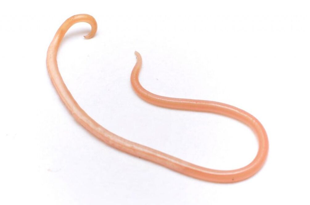 parasitic worm of human body