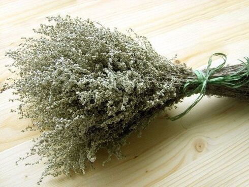 Wormwood is a popular herb for worms and pests. 