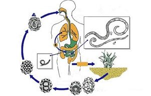 the development cycle of parasites in the body