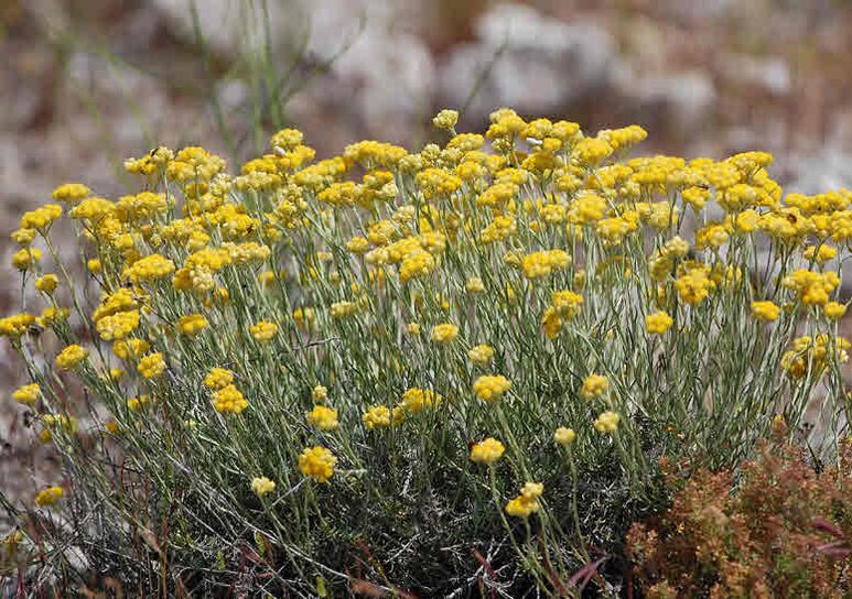 Immortelle helps fight parasites