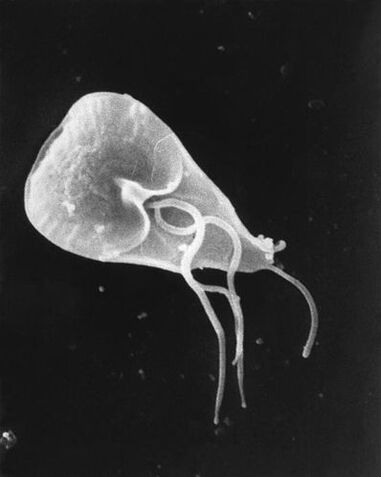 lamblia - a genus of flagellated protozoan parasites